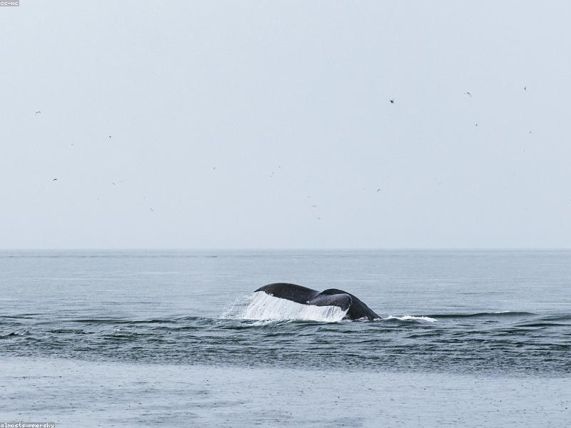 Baleines